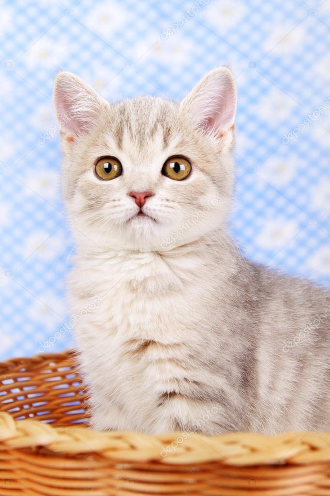 Sepet içinde oturan İskoç düz yavru kedi Stok fotoğrafçılık ©AnmFoto