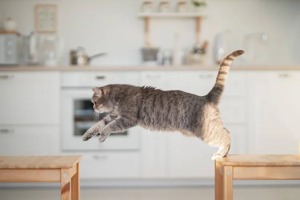 cat jumping. Scottish straight cat in the kitchen