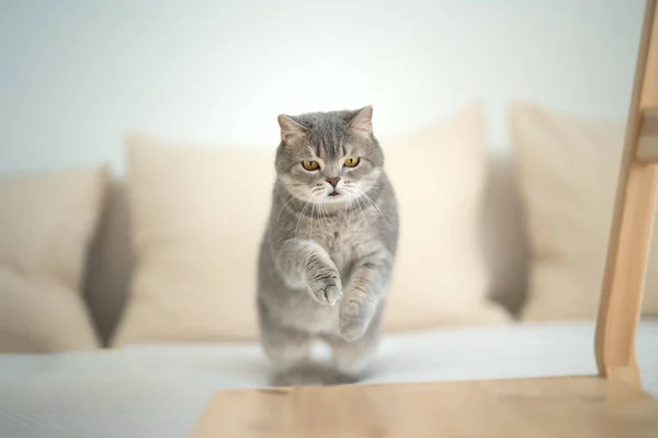 Scottish cat jumping. The cat is running