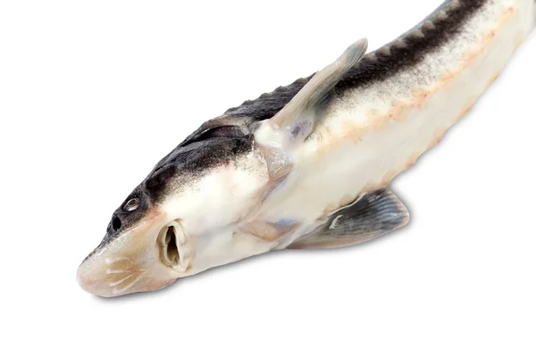 Sterlet fish on white background — Stock Photo, Image