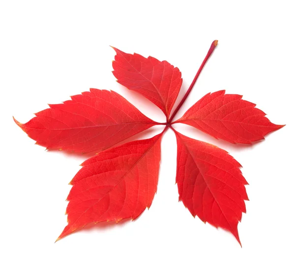 Red autumn virginia creeper leaf on white background — Stock Photo, Image