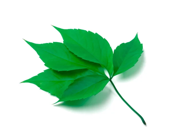 白い背景の上葉緑バージニアクリーパー — ストック写真