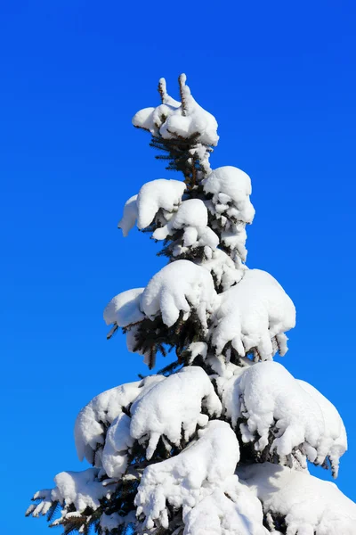 Winter fir tree on background of blue sky — Stock Photo, Image