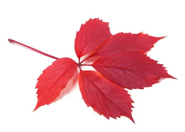 Autumn virginia creeper leaf — Stock Photo, Image