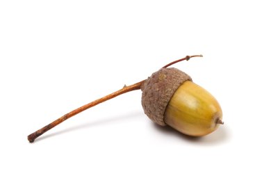 beyaz zemin üzerine palamut