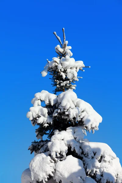 Abete invernale — Foto Stock