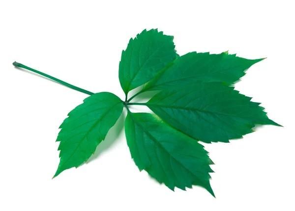 Green virginia creeper leaves on white background — Stock Photo, Image