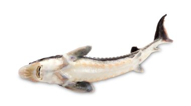 Dead sterlet fish on white background. clipart