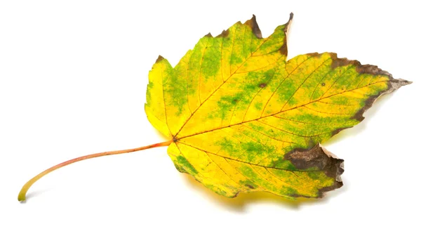 Autumn leaf on white background — Stock Photo, Image