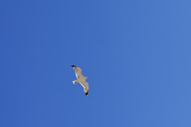 martı hover açık mavi gök