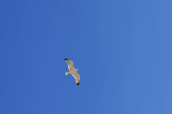 澄んだ青い空でカモメ ホバー — ストック写真