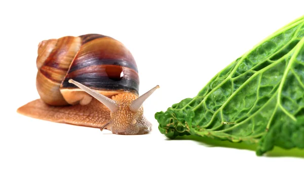 蜗牛和开胃菜白菜叶 — 图库照片