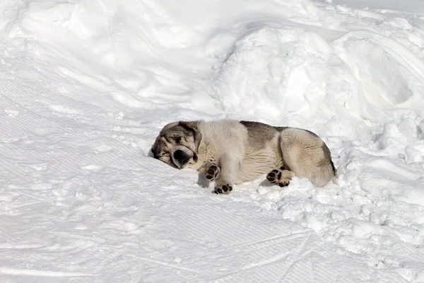 Собака спит на снегу — стоковое фото