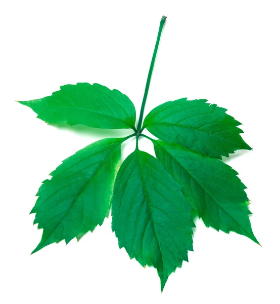 Green virginia creeper leaves — Stock Photo, Image