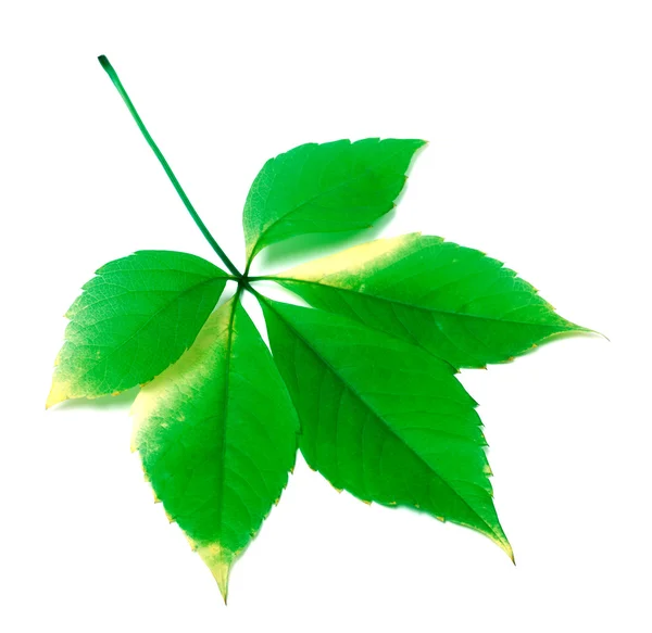 Groene virginia creeper bladeren — Stockfoto