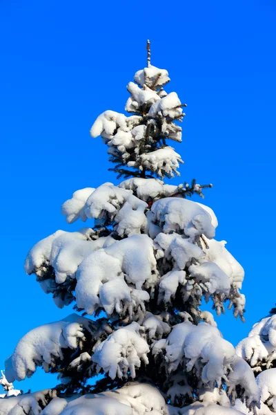 Winter fir tree on background of blue sky — Stock Photo, Image