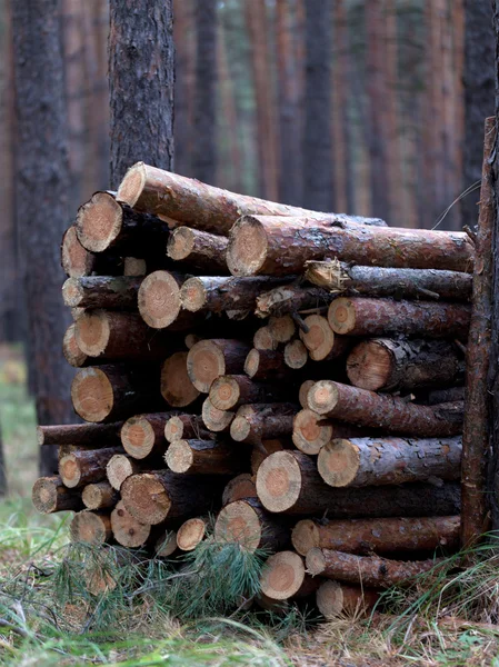 Stapel brandhout in dennenbos — Stockfoto
