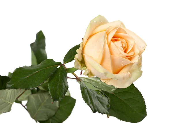 Rosa con gocce d'acqua — Foto Stock