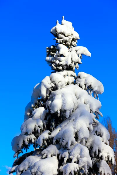 Abete nevoso invernale — Foto Stock