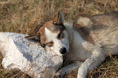 Homeless dog sleeps on stone for a pillow clipart