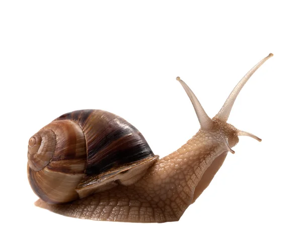 Caracol isolado sobre fundo branco — Fotografia de Stock