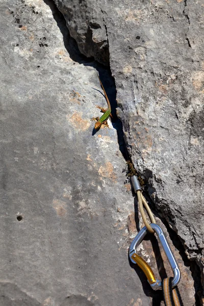 Jaszczurka na skale i sprzętu alpinistycznego — Zdjęcie stockowe