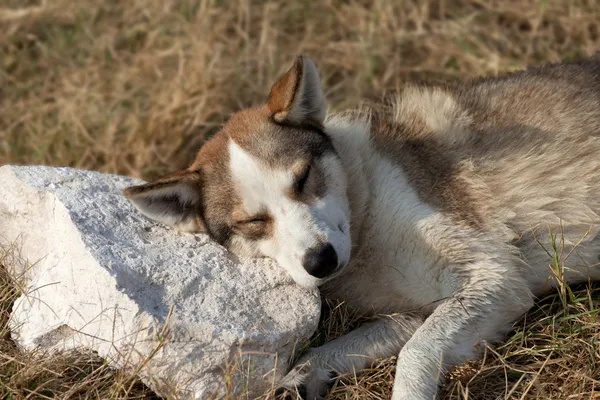 Bezdomny pies śpi na kamień pod poduszkę — Zdjęcie stockowe