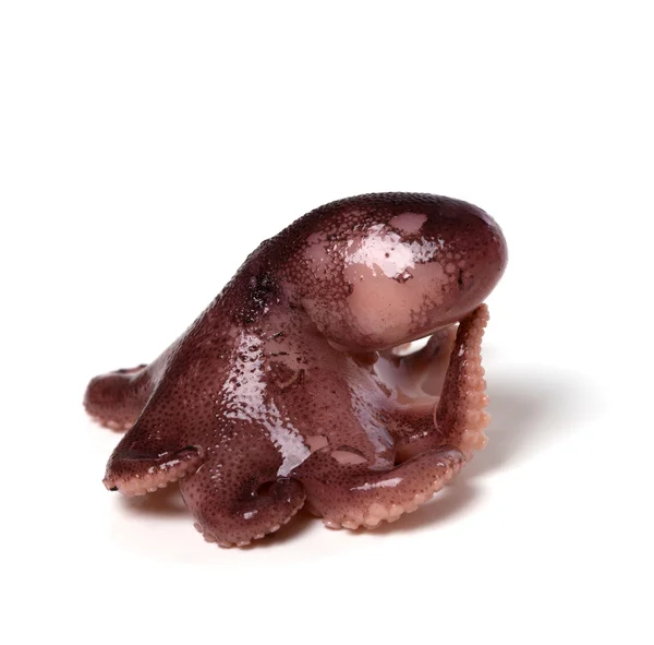 Kleine octopus in pose "denker" — Stockfoto