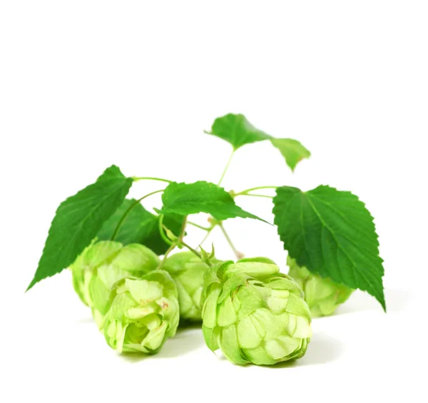 Blossoming hop with leaves — Stock Photo, Image