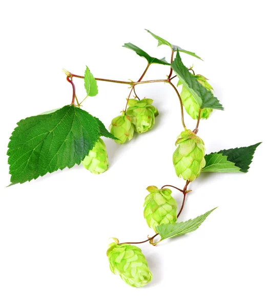 Blossoming hop — Stock Photo, Image