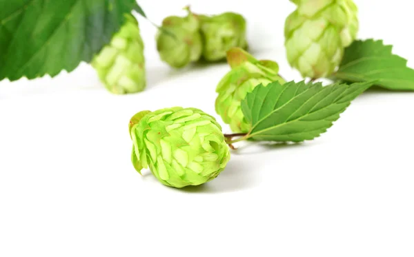 Blossoming hop on white background — Stock Photo, Image