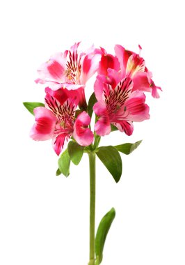 Zambak (alstroemeria) beyaz arka plan üzerinde dostum.