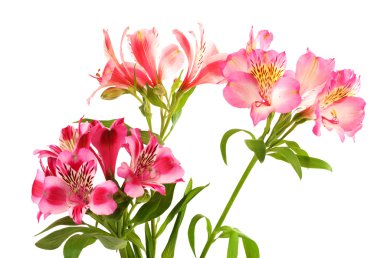 Zambak (alstroemeria) beyaz arka plan üzerinde