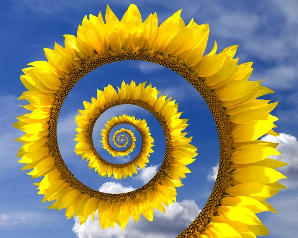 Олія соняшникова спіраль — стокове фото
