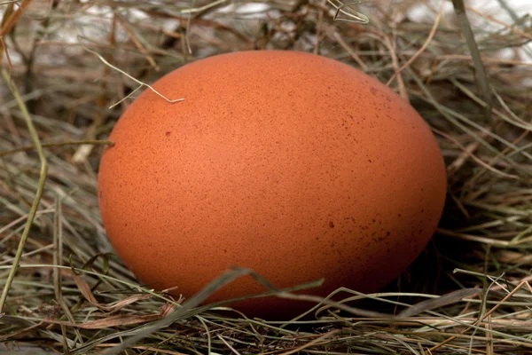 Brown chicken egg in nest — Stock Photo, Image
