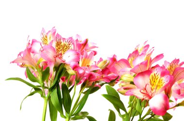 Alstroemeria (lilyum buketi)