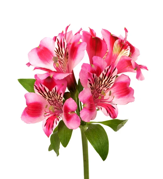 beyaz zemin üzerine alstroemeria tomurcuk
