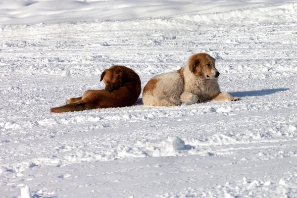 Two dogs on snow — Stock Photo, Image