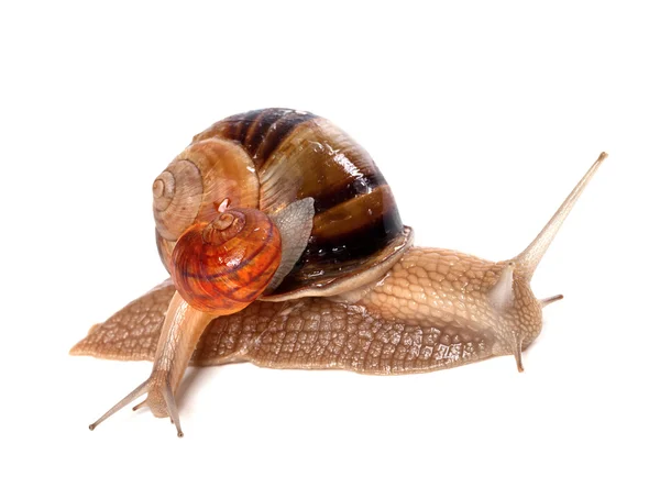 Caracóis grandes e pequenos — Fotografia de Stock