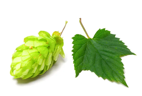 Blossoming hop and leaf on a white background — Stock Photo, Image