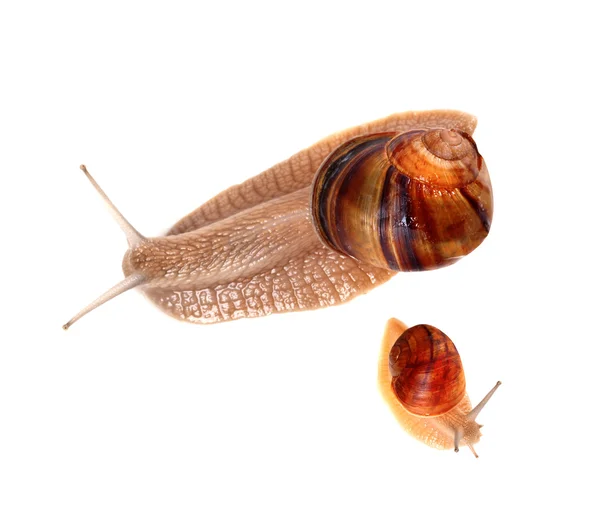 Familie von Schnecken, die isoliert auf weißem Hintergrund — Stockfoto