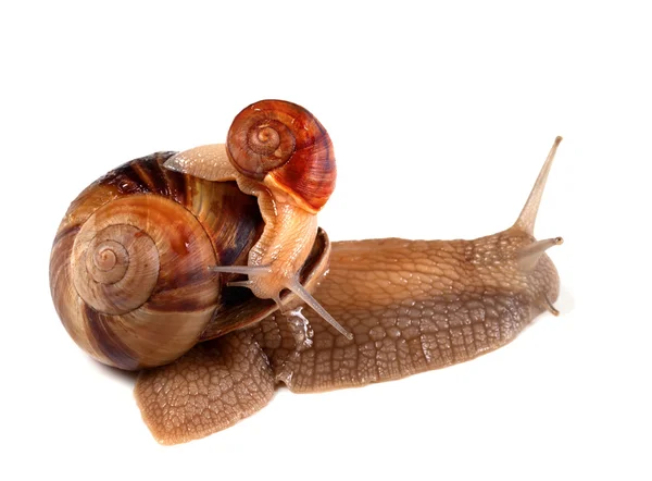 Pequeno caracol em cima grande — Fotografia de Stock