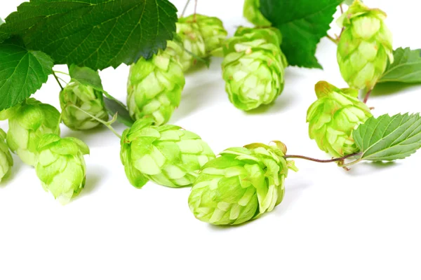 Blossoming hop with leaves — Stock Photo, Image