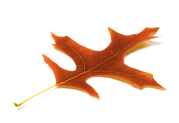 Autumn leaf of oak — Stock Photo, Image