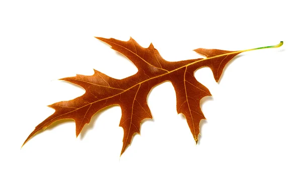 Autumn leaf of oak on white background — Stock Photo, Image