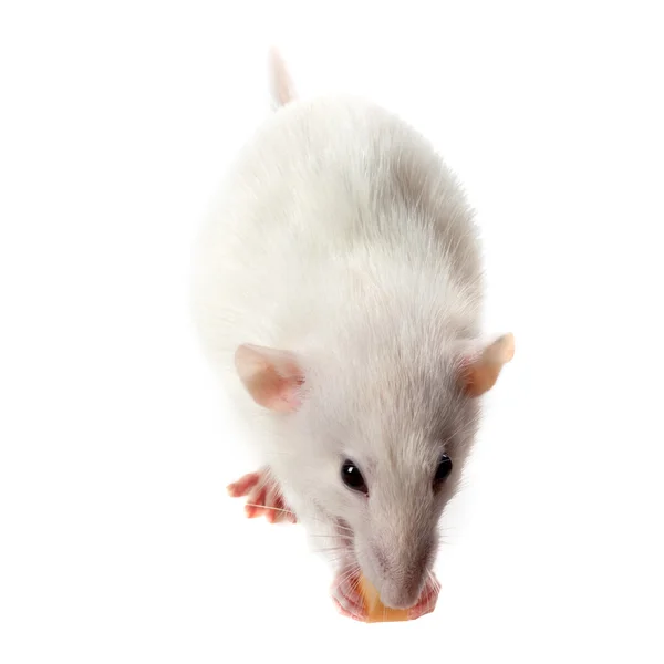 Fancy rat eating piece of cheese — Stock Photo, Image