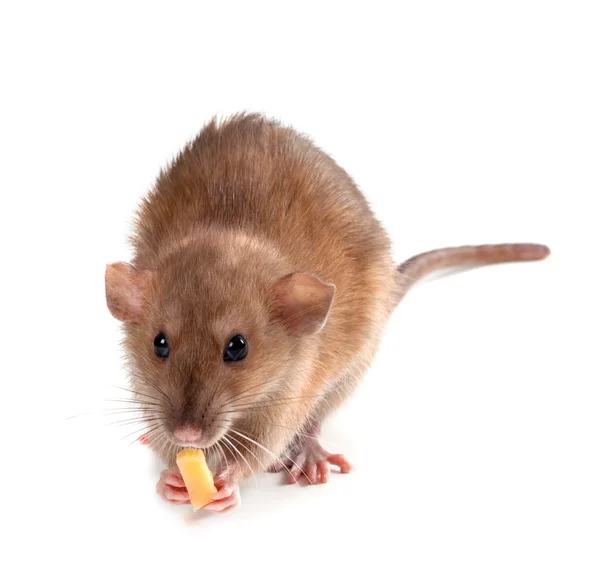 Fancy rat (Rattus norvegicus) eating piece of cheese — Stock Photo, Image