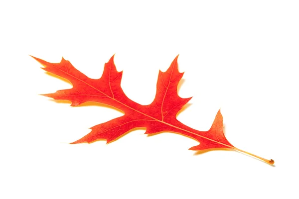 Red oak leaf on white background — Stock Photo, Image