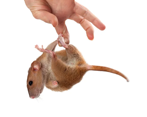 Fancy rat hang on hand — Stock Photo, Image