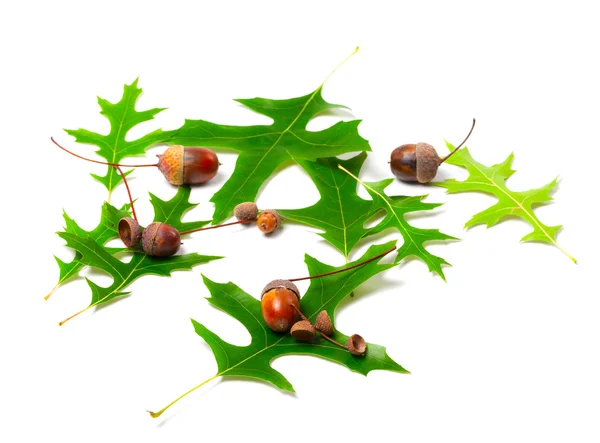 Acorns and green leafs of oak (Quercus palustris) — Stock Photo, Image